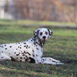 However, it must be remembered that representatives of this breed cannot live permanently in an  ...