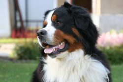 The Bernese Mountain Dog is a big, kind dog that joins his family with all his heart. These dogs ...