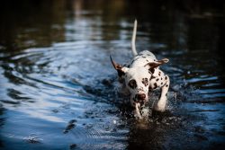 Dalmatians are not suitable for stay-at-home. With him you need to go on long hiking trips over  ...