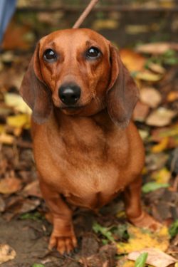The dachshund is very attached to its family and owner, and, even in spite of its short legs, is ...