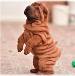 Shar Pei is a breed of guard and hunting dogs, and in antiquity and fighting dogs originally fro ...