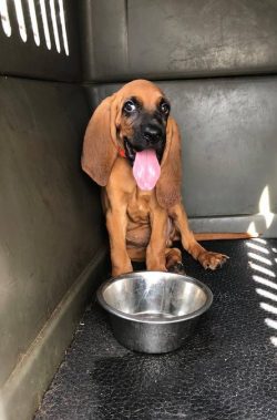 The Bloodhound is a short, seasonally shedding dog that requires minimal grooming. Usually ̶ ...