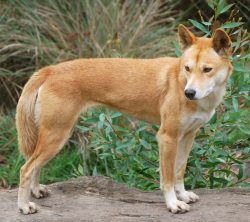 Interesting fact: Twice a year, dingoes make a voyage to the sea coast. Individuals living in Ne ...