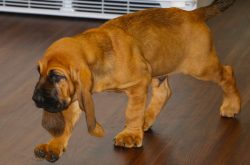 The most common disease among bloodhounds is dysplasia of the hip (more common) and elbow joints ...