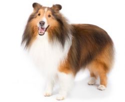 The Shetland Sheepdog, often known as the Sheltie, is a breed of herding dog that originated in  ...