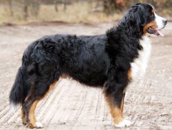 However, obviously, the genetic memory of previous generations, when the Bernese Mountain Dog wa ...