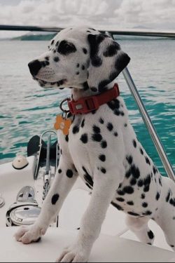 Only dogs with black or brown spots on a white background are allowed to participate in exhibiti ...