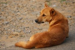 Although the Indian pariah dog was highly intelligent and easily trainable, the breed was delibe ...