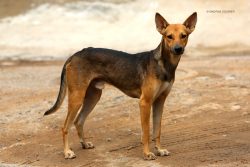 Other initially wild populations of C. familiaris may exist in remote areas of Southeast Asia or ...