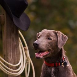 There are very few dog breeds that show the workforce and endurance of a Blue Lacy. They are cap ...