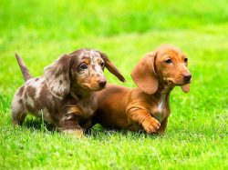 In ancient times, there was a wide variation in the size of dogs, while now all dachshunds are d ...