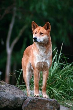 The Latin name consists of three words, meaning belonging to dogs, wolves and has a personal nam ...
