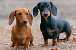 Due to their elongated body, dachshunds are prone to diseases of the spine, so this breed is not ...