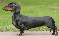 A cocker spaniel may have been used to produce a dachshund with a long coat. A distinctive featu ...