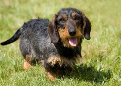 To prevent the dachshund from hurting his back jumping off the couch or bed, make a special step ...