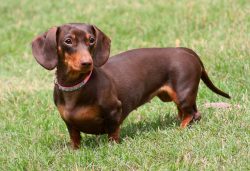 The dog was first mentioned at the beginning of the 18th century. But in the sources of those ti ...