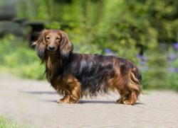 The dachshund has an elongated head that is tapered towards the nose. The ears of the breed are  ...
