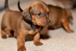 Since childhood, the dachshund has a strong love for all family members and is happy to share hi ...