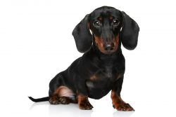 The Dachshund is a very friendly and active dog. She is a true hunter by nature. The pet must be ...