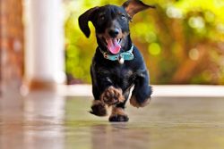 Dachshunds need to trim their nails. This procedure is performed approximately once every two we ...