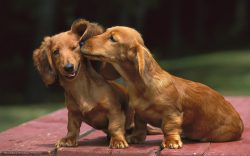 Dachshunds love to dig, this instinct is innate. It is best, if possible, to provide the dachshu ...