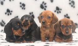 Relationships between young dachshunds and young children are difficult and not always peaceful. ...