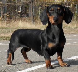 Dachshunds borrowed the skill of driving game, loud barking barking, perfectly developed scent a ...