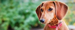 The modern dachshund is no longer mainly used for hunting anywhere in the world. Now it is a won ...