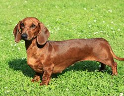 Dachshunds have short, strong legs, thanks to which they can easily dig out prey and climb into  ...