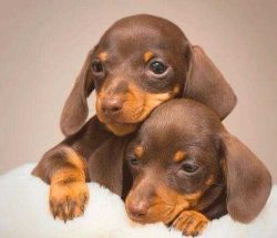 Dogs of this breed have a good appetite. They can eat until they feel bad. Dachshunds are prone  ...
