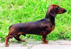 The owners praise the dachshunds for their sharp mind and good contact with people. At the same  ...