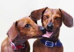 The dachshund is ideal for keeping in an apartment, thanks to its small size, you can even trave ...