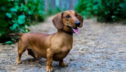 Dachshunds are loyal companions and excellent watchmen – perfect for families. They get al ...