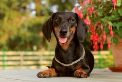 Dachshunds are very amazing dogs. And it’s not just about their outstanding appearance. Th ...