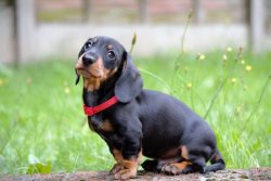 Distinctive features of the dachshund: charm, loyalty; wit. 