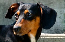Dachshunds differ in courage, passion, sometimes with danger to the animal. 