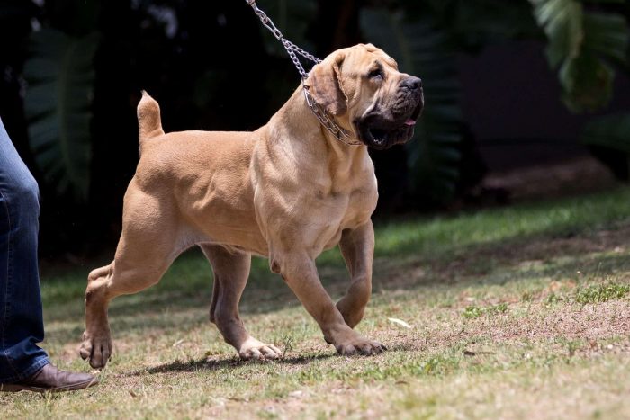 It’s not easy to get along with the Boerboel: this is a dog-personality that respects the  ...