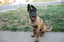 No matter how well your pet is looked after, some diseases cannot be prevented. The owner needs  ...