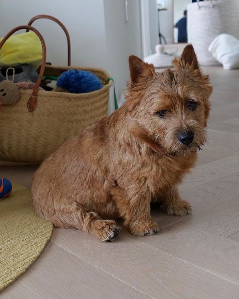 The Norwich Terrier is one of the smallest terrier breeds, but it more than compensates for its  ...