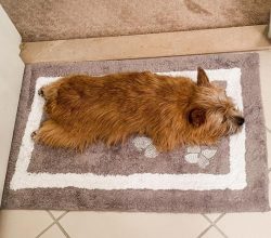 They are small dogs with round heads, erect ears, and short limbs. The ribcage protrudes slightl ...