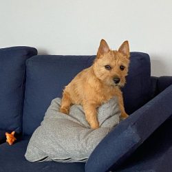 First, the prospective owner needs to know that the Norwich Terrier is an extremely active dog.  ...