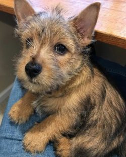 Ideally, the Norwich Terrier is a breed suitable for athletes or just a person who appreciates a ...