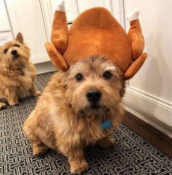 Since this is a terrier, although small, he loves to dig. This is his doggy passion. If you live ...