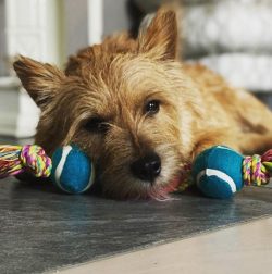 A Norwich Terrier dog needs combing its coat on average 2 times a week, it is necessary to bathe ...