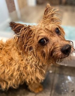 The Norwich Terrier is a charming lighter in the dog world. This lively and curious baby will be ...