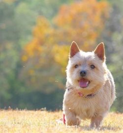 Norwich Terriers delight owners with a meek disposition and amazing charm, therefore they are ve ...