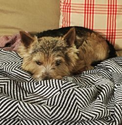 Despite their excellent instinct, Norwich Terriers rarely make excellent guards: the vigilance o ...