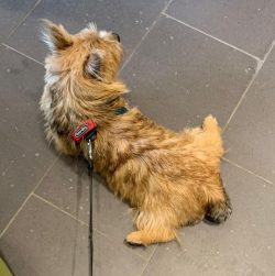 The ideal owner for a Norwich Terrier is a moderately strict and responsible person who will bec ...