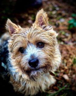 Like all hunting breeds, these terriers need long walks, during which you need to give them inte ...