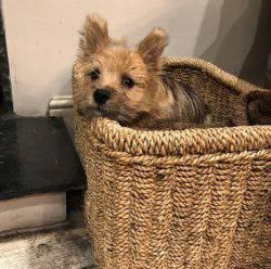 The Norwich Terrier is a stocky “gentleman” from Great Britain, with a balanced character and di ...